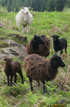Bramble and her friend with their
                            lambs