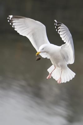 Herring Gull dropping whelk to crack shell