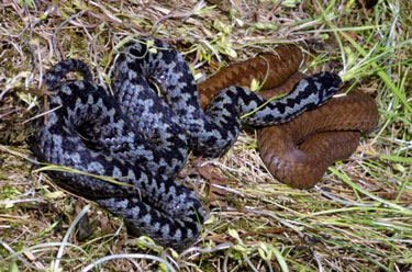 Adders
