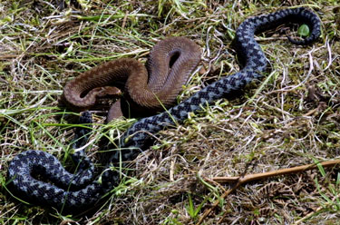 Adders with heads up
