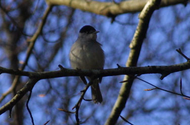 Blackcap