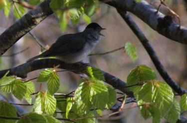 Blackcap