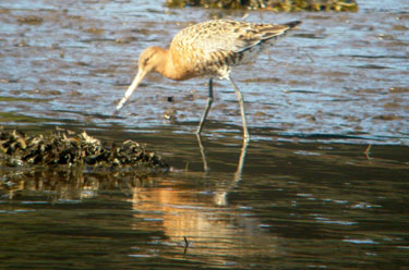 Black-tailed Godwit