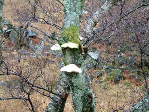 Bracket Fungi