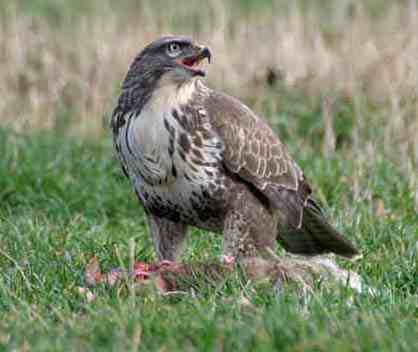 Buzzard by Bill Cuthbert