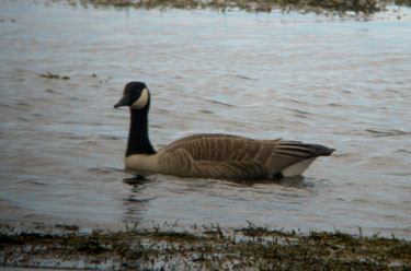 Canada Goose