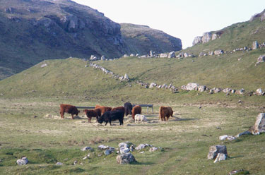 Cattle at Cailaich