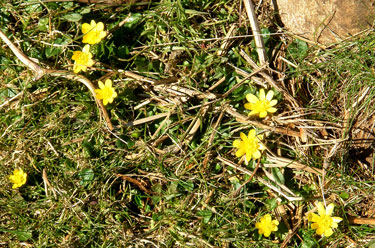Celandine