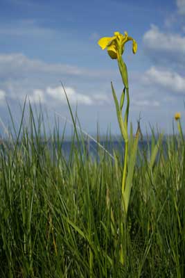 Flag Iris by
                            Nic Davies