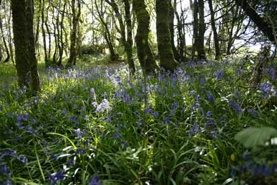 Bluebell Wood
                            by Nic Davies