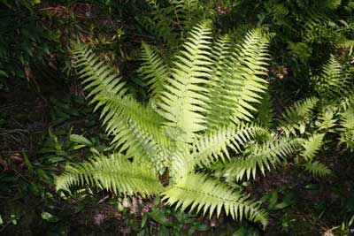 Fern by Nic Davies