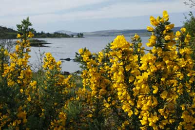 Gorse by Nic
                            Davies