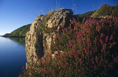 Heather
                            at Loch Cuin by Nic Davies