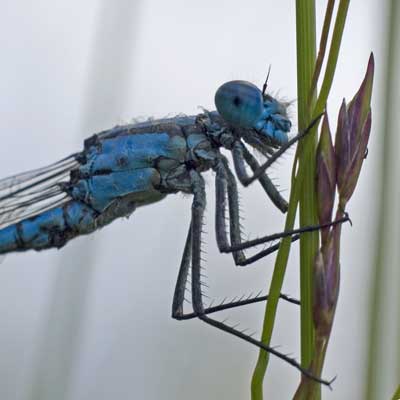 Dragonfly by
                            Nic Davies