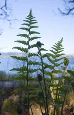 Fern by Nic
                            Davies