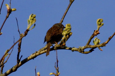 Dunnock
