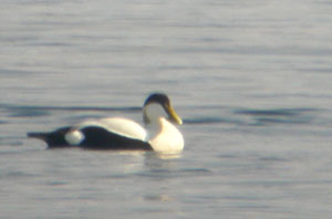 Eider Duck
