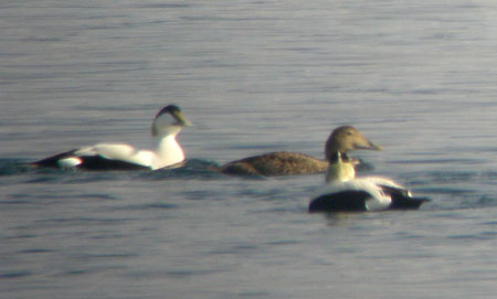 Eider Ducks