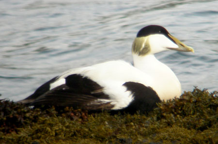 Eider male