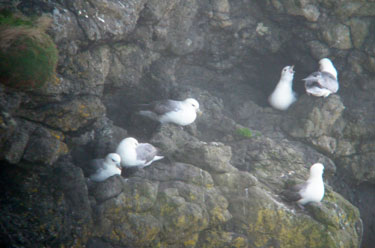 Fulmars on the cliff