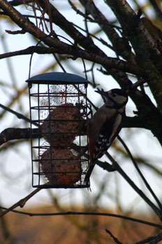 Great
                                      spotted Woodpecker