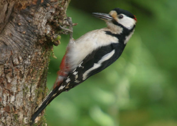 Great Spotted  Woodpecker