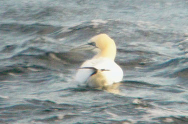 Gannet on rough sea