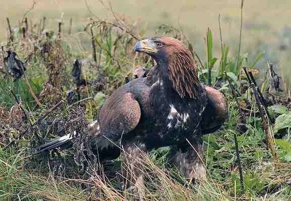 Golden Eagle photo by Jim Duncan