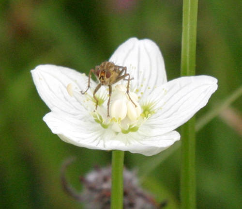 Grass of Parnassus at Ardalanish