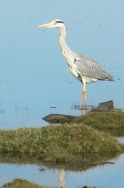 Grey Heron