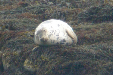 Grey Seal