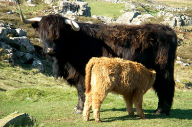 Black Highland cow with red calf