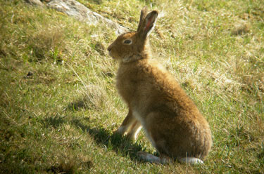 Mountain Hare