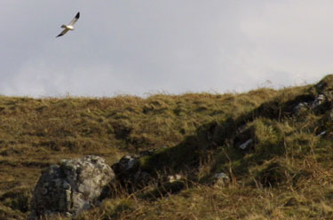 Male Hen Harrier