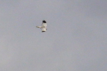 Male Hen Harrier