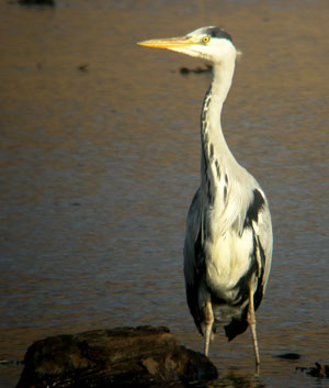 Grey Heron