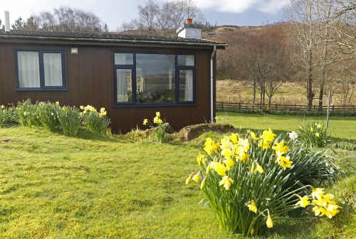 IH front with daffodils