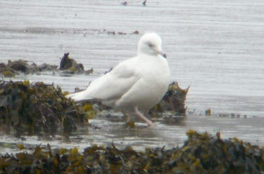 Iceland Gull