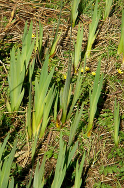 Iris and Celandine