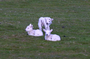 Lambs at Ardrioch