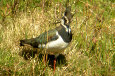 Lapwing