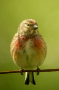 Linnet