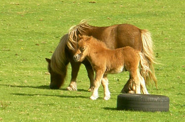 Little pony & mum