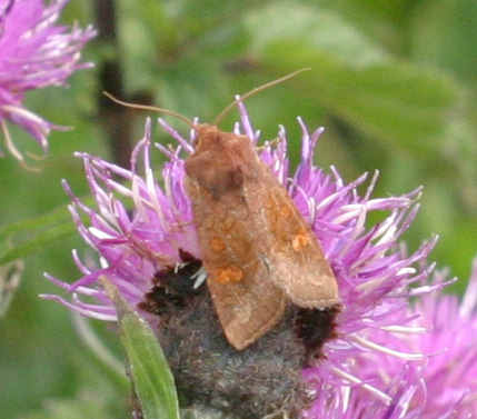 Moth on Thistle