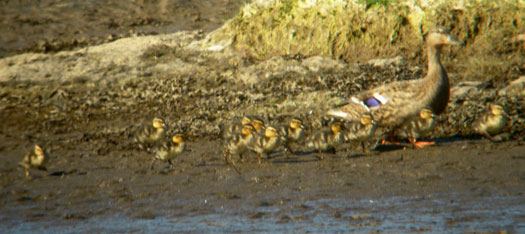 Mallard with ducklings