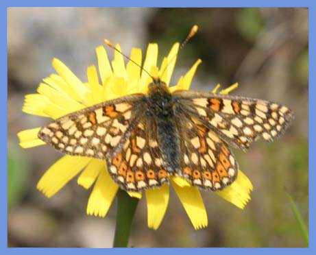 Marsh
                            Fritillary Butterfly