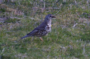 Mistle Thrush with insect