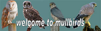 Mull
                                      birds web site