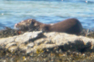 Otter eating a crab