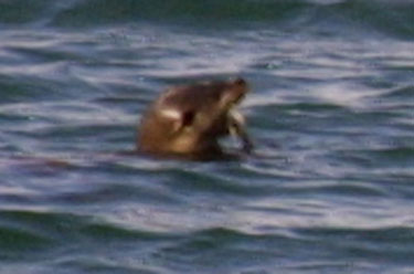 Otter eating fish